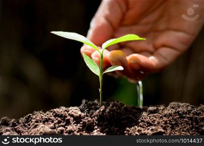 Seedlings are growing As the hands of men are watering, ecology concept.