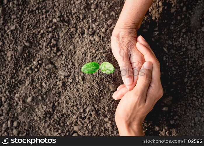 Seedlings are growing from abundant soil. And the hand of the old woman, and the man&rsquo;s hand in her arms, ecology concept.