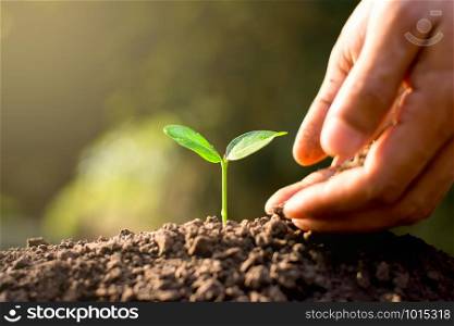 Seedlings are growing from abundant soil. While the hands of men are pouring the soil to cultivate.