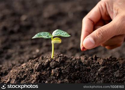 Seedlings are growing from fertile soil.
