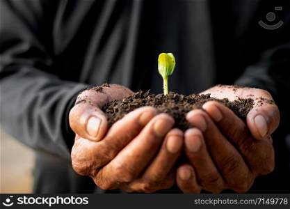 Seedlings are growing from fertile soil.
