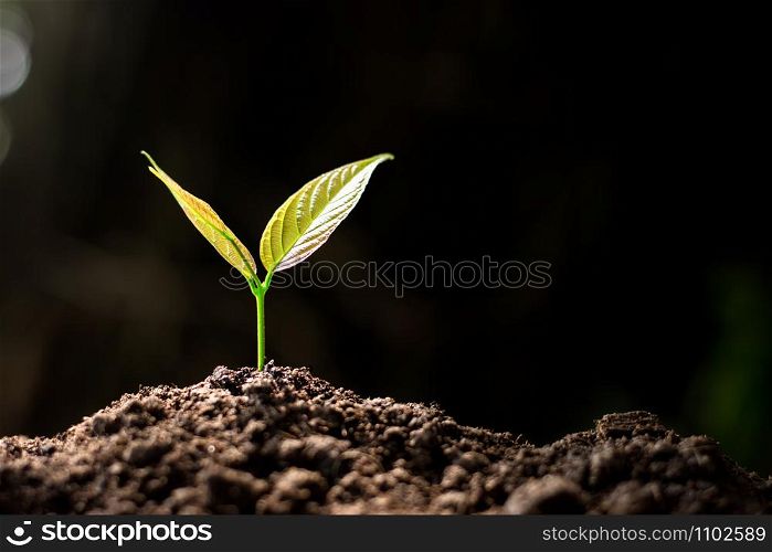 Seedlings are growing from fertile soil with black background.