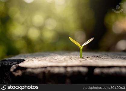 Seedlings are growing from old stumps, while morning sunlight is shining.