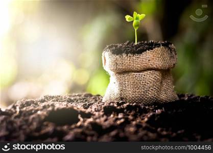 Seedlings are growing from seeds in bags sacked on fertile soils with morning sunlight shining.