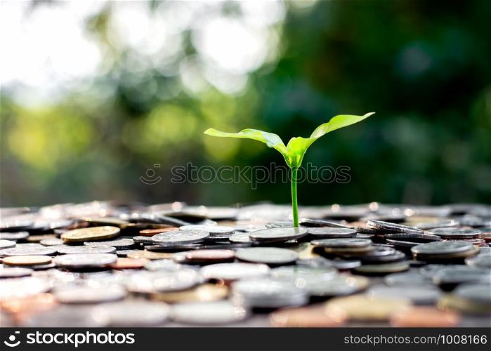 Seedlings are growing from the coins.