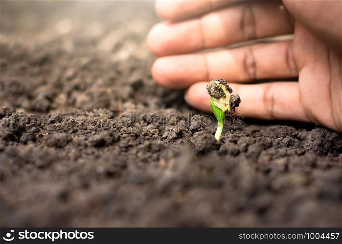 Seedlings are growing from the fertile soil. While the man's hands are blocking sunlight.