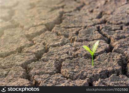 Seedlings are growing out of arid soils.