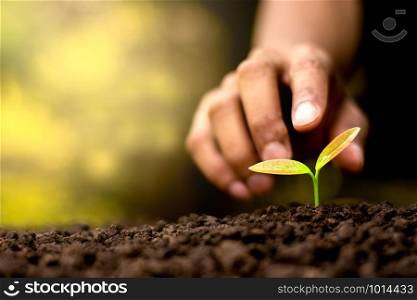 Seedlings are growing out of the soil. The hand of man is to touch gently.