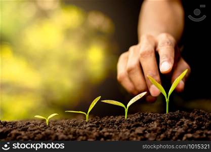 Seedlings are growing out of the soil. The hand of man is to touch gently.