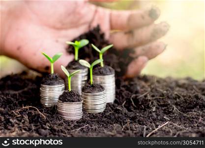 Seedlings are grown on a coin placed on the ground, While a men&rsquo;s hand pouring soil.