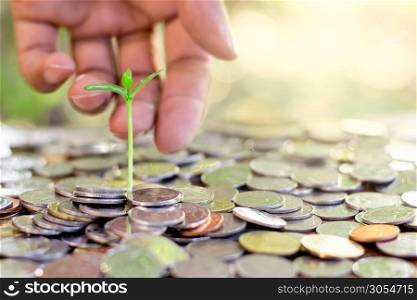 Seedlings are grown on a pile of coins lay scattered, While there used to be a men?s hand gently touch.