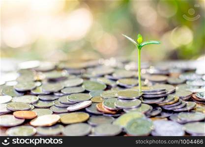 Seedlings are grown on a pile og coins lay scattered.