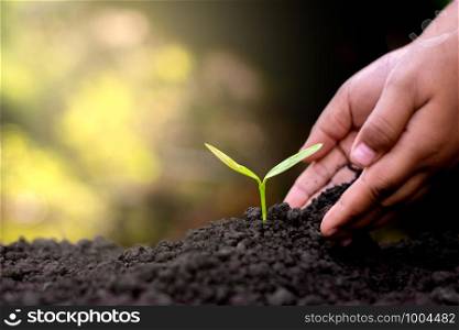 Seedlings are grown The hand of a child being poured into the soil.