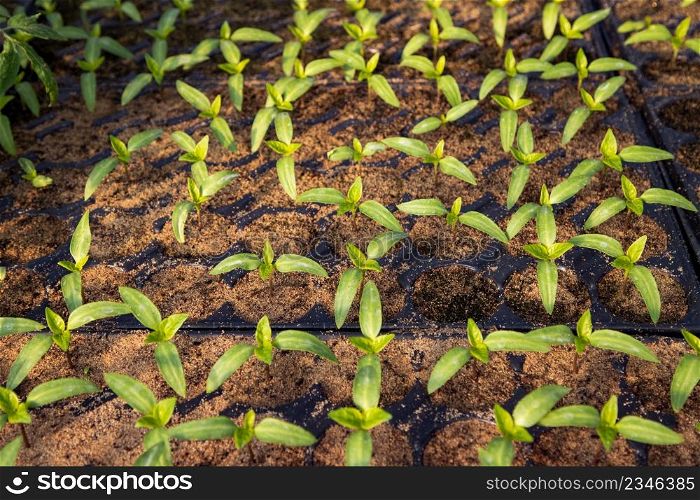 seedlings growing in spring organic bio gardening