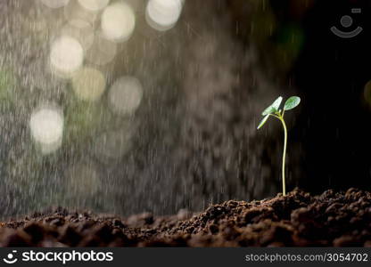 Seedlings growing out of the soil and the background bokeh and drizzle.