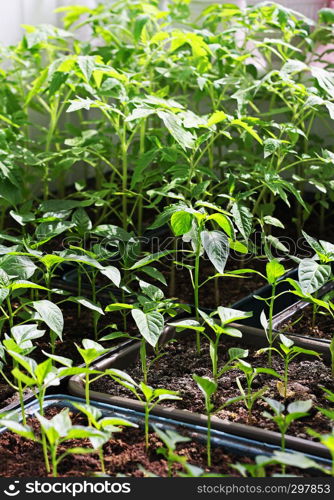 Seedlings grown at home. Green young sprouts of pepper and tomatoes.