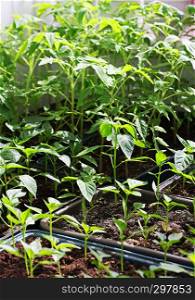 Seedlings grown at home. Green young sprouts of pepper and tomatoes.