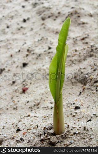 seedlings grown in sand