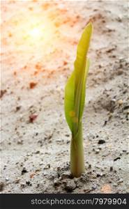 seedlings grown in sand