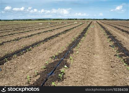Seedlings in crates on the agriculture land. Planting new plants in soil. Big plantation. Planting broccoli in industrial farm.