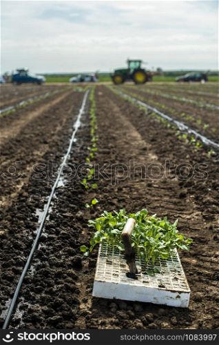 Seedlings in crates on the agriculture land. Planting new plants in soil. Big plantation. Planting broccoli in industrial farm. Tractor on the background.
