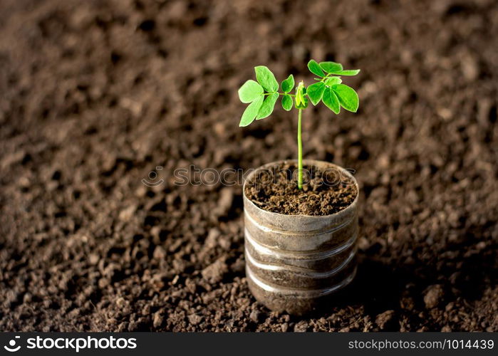 Seedlings in recycled plastic bottles on the soil, tree planting concepts and global warming.