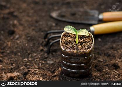 Seedlings in recycled plastic bottles on the soil, tree planting concepts and global warming.