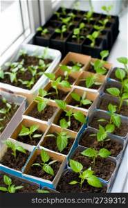 seedlings of bell pepper in cardboard boxes, on a windowsill