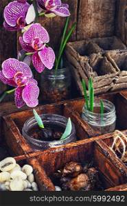 Seedlings of flowers. Sprouts of flowers in glass jars in wooden box on the background of blossoming orchids