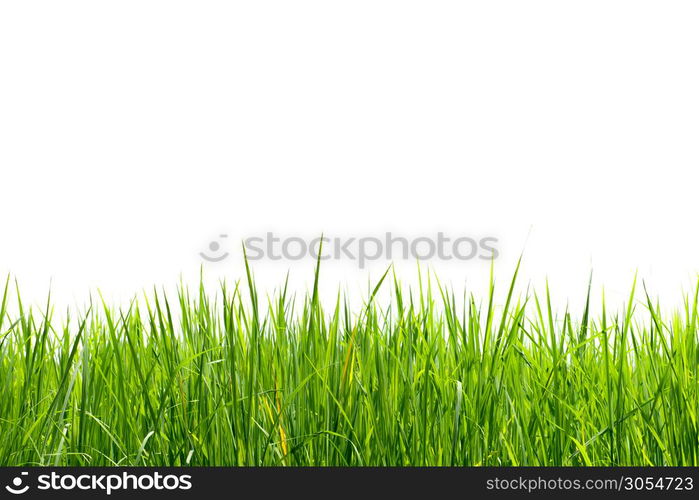 Seedlings of green rice are growing on a white background.