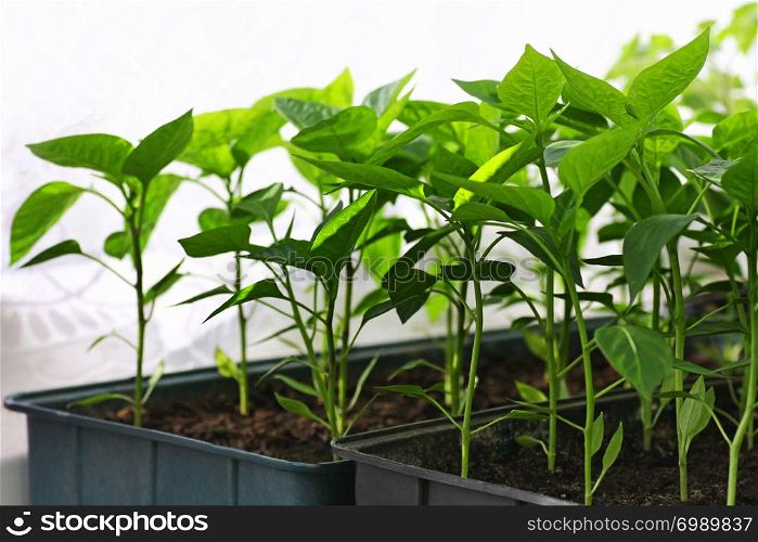 Seedlings of peppers in boxes. Green sprouts of pepper grown from seeds at home.
