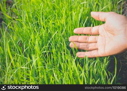 Seedlings of rice are growing. While there are men&rsquo;s hands are gently touching.