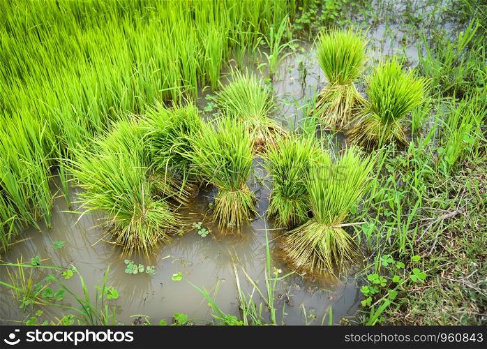 Seedlings of rice to plant in the farmland prepared for cultivation agricultural asian / Rice field planting in rainy season