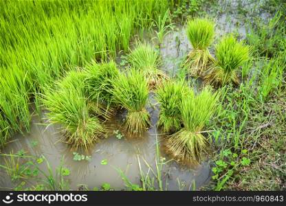 Seedlings of rice to plant in the farmland prepared for cultivation agricultural asian / Rice field planting in rainy season