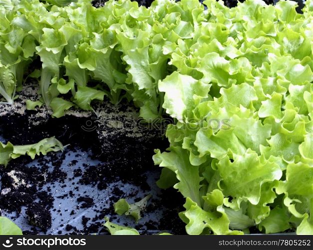 seedlings of salad. seedling