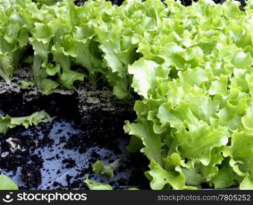 seedlings of salad. seedling