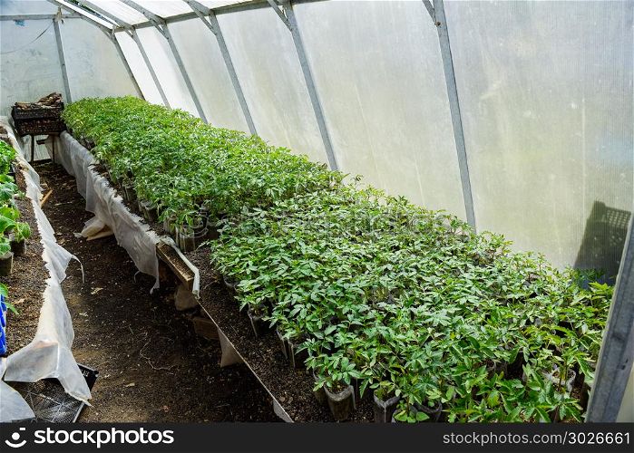 Seedlings of tomato. Growing tomatoes in the greenhouse. Seedlings of tomato. Growing tomatoes in the greenhouse. Seedlings in the greenhouse. Growing of vegetables in greenhouses