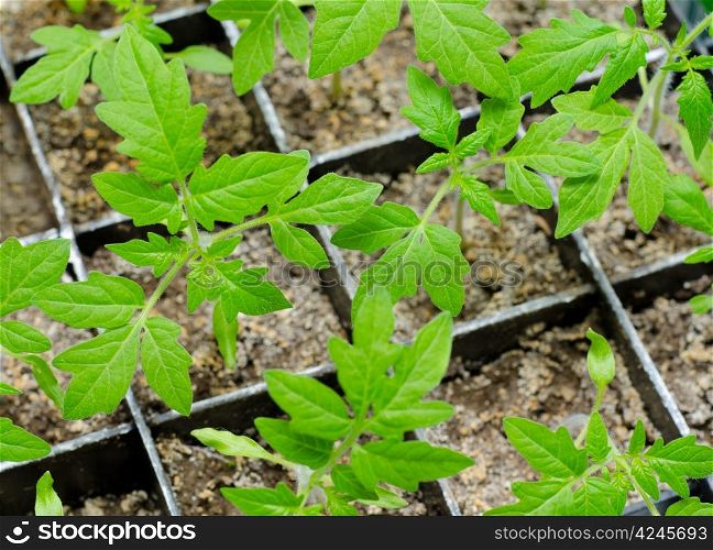 seedlings of tomato in boxes, at a window