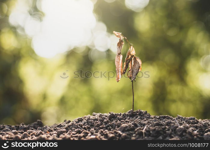 Seedlings on dry soil, concept of global warming.