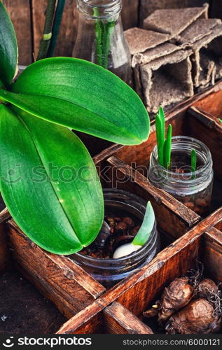 seedlings spring plants. preparation of seedlings of spring flowers and tulip bulbs for planting