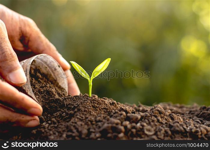Seedlings were planted in fertile soil. While the man's hands are pouring the soil.