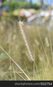Seeds forming on blades of tall golden grasses in the sunshine.