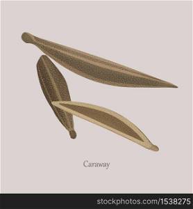 Seeds herbaceous plant caraway, cumin, zira. Healing fragrant seeds on a gray background and logo.. Seeds herbaceous plant caraway, cumin, zira.