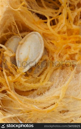 Seeds inside the pumpkin. Very close up