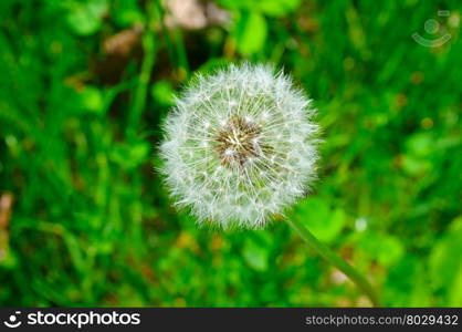 seeds of a dandelion on a background of green grass