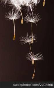 Seeds of dandelion are flying away.