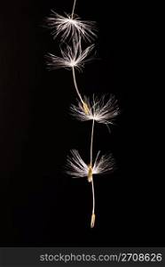 Seeds of dandelion are flying away.