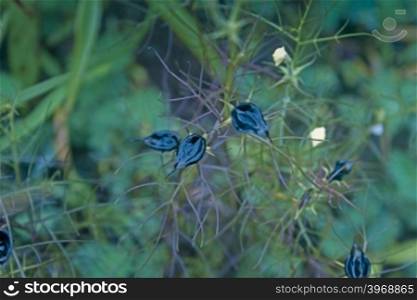 Seeds of Rhamphicarpa longiflora, Scrophulariaceae, dog flower family, Tutari Marathi, Maharashtra, India