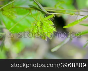 Seeds of Sensitive plant, (Touch me not) Mimosa pudica, sesible plant