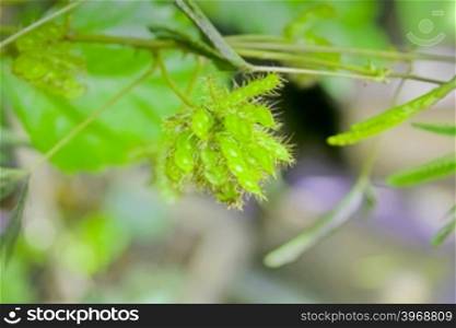 Seeds of Sensitive plant, (Touch me not) Mimosa pudica, sesible plant